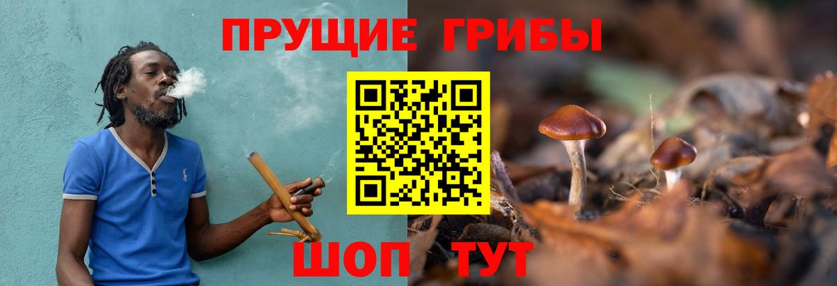 Псилоцибиновые грибы GOLDEN TEACHER Кингисепп
